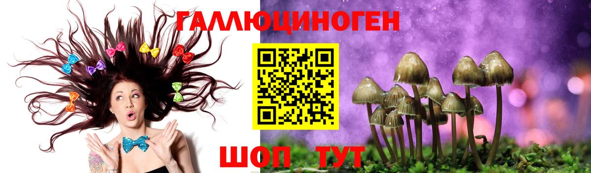 Галлюциногенные грибы Psilocybe Людиново